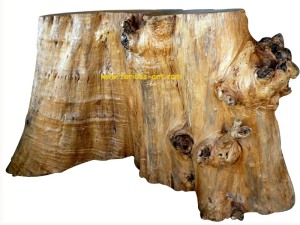 meja bar fosil kayu